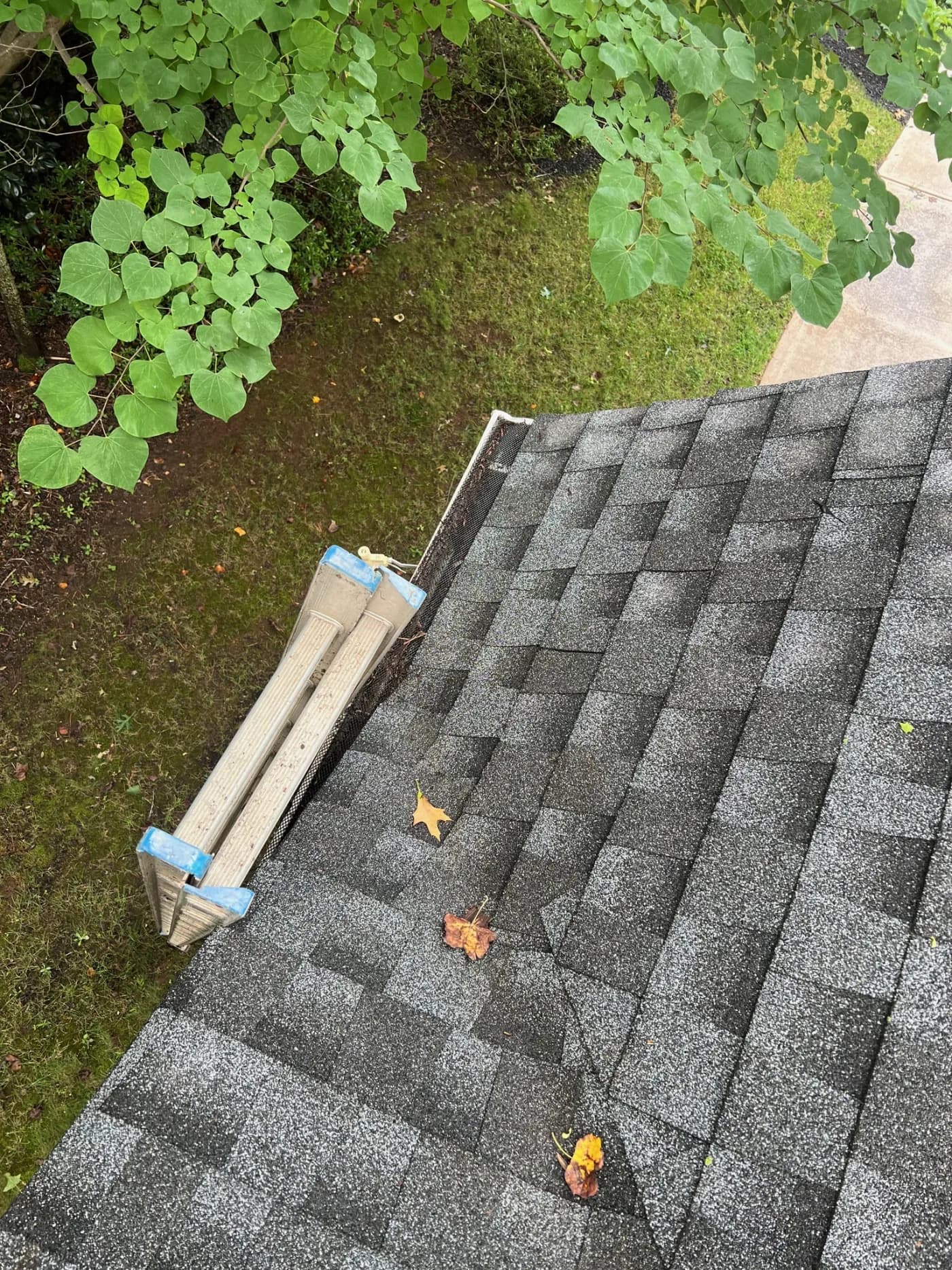 Roof soft wash – algae and black streaks removed
